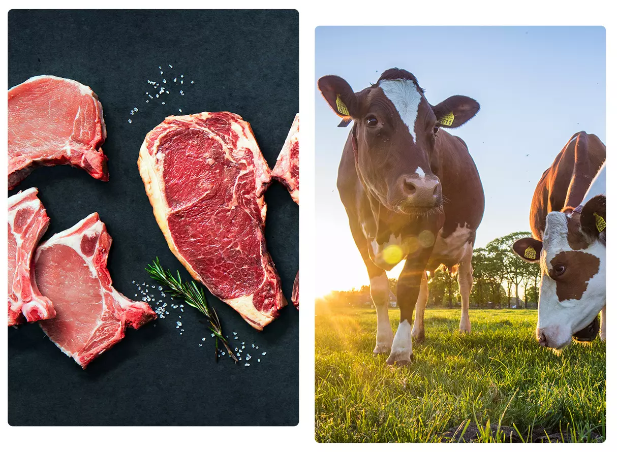 Vente directe viande bovine Veyrac, Vente directe viande bovine Limoges, Vente directe viande bovine Saint-Junien